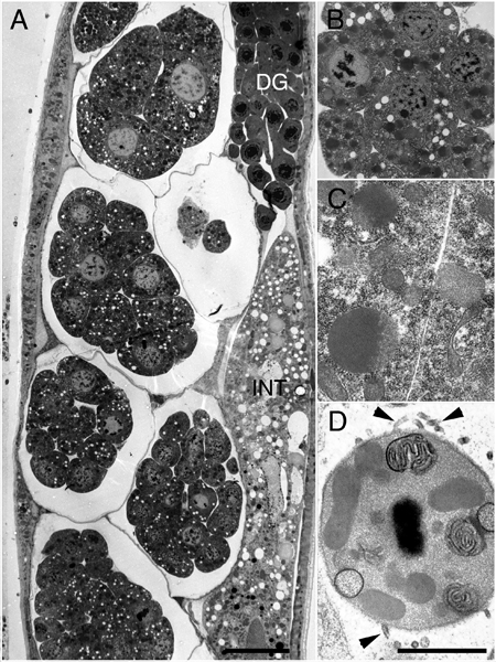 EMHPFFIG 1: HPF/FS fixation for the ultrastructure.